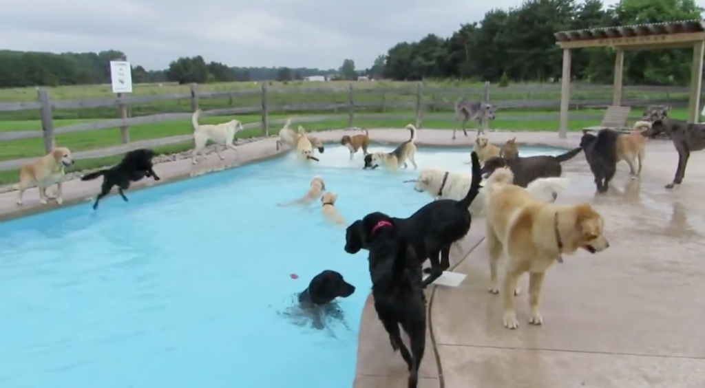 Dog Pool Party
